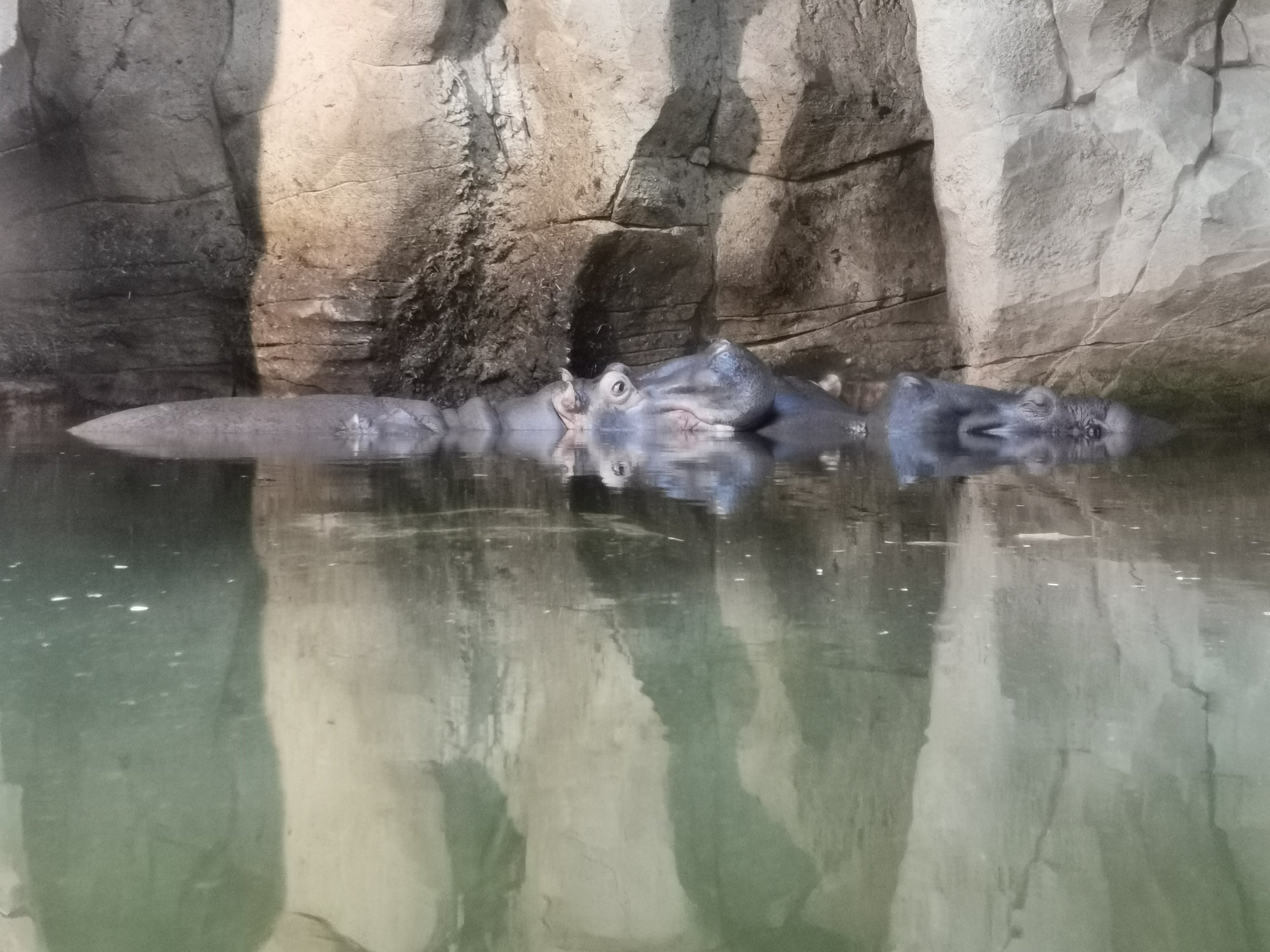 Hippos - "Afrika Sambesi"