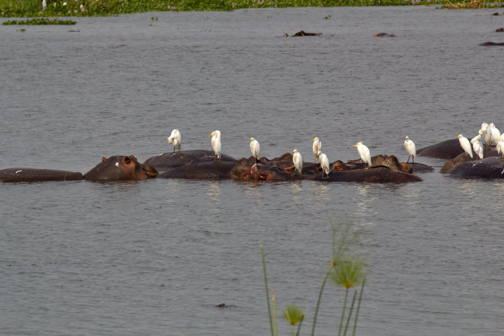 Hippos and Cattle Egrets