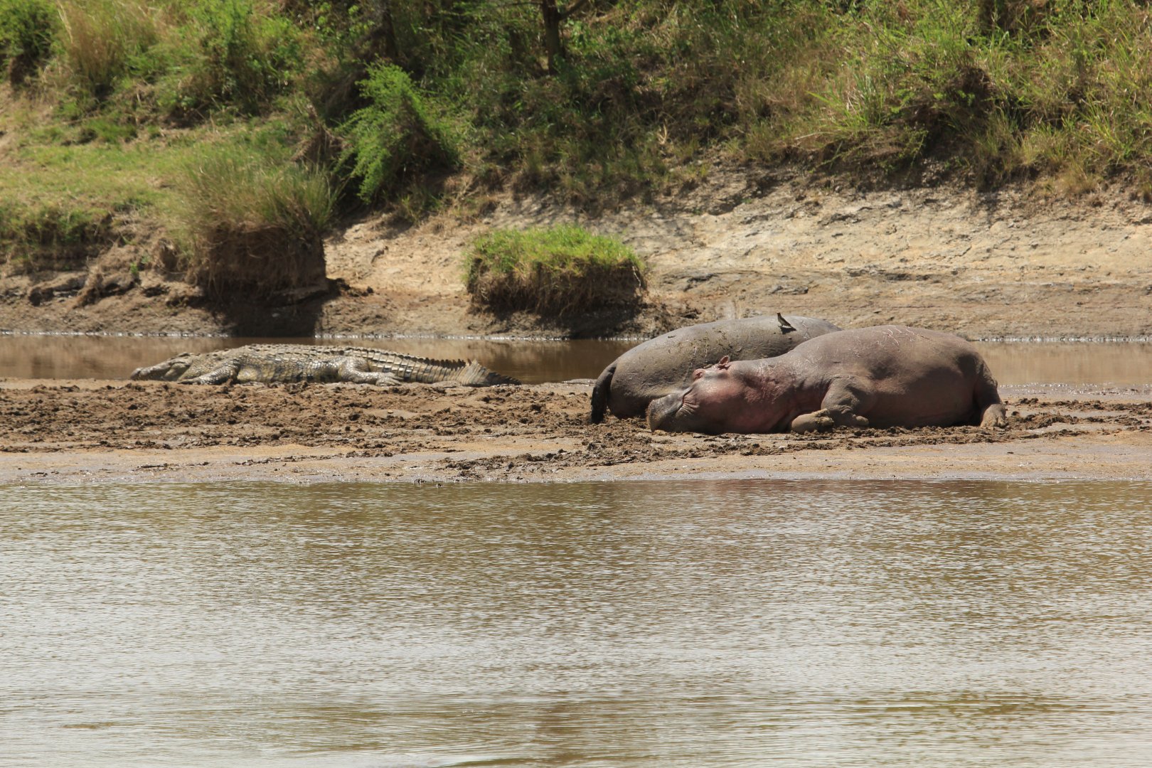 Hippos and Crocodile - Serengeti (September 2018)