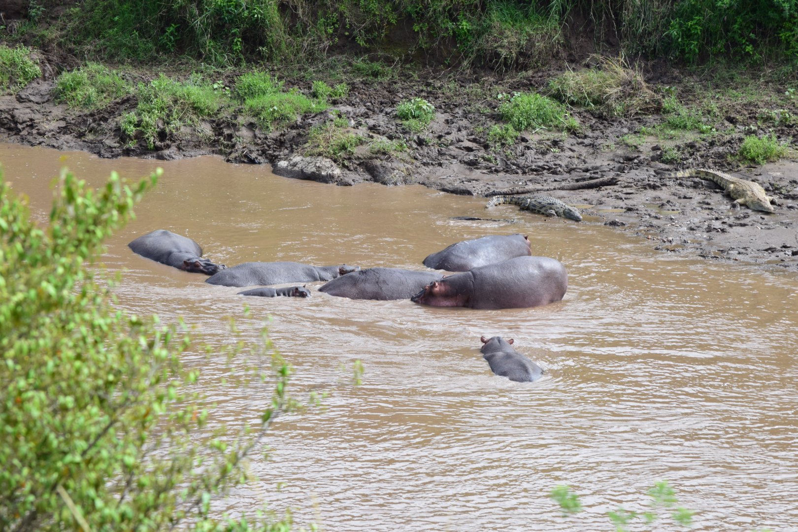 Hippos and crocs