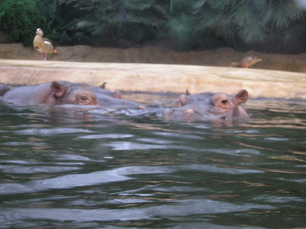 Hippos and Ducks, Berlin Zoo, Feb 2007