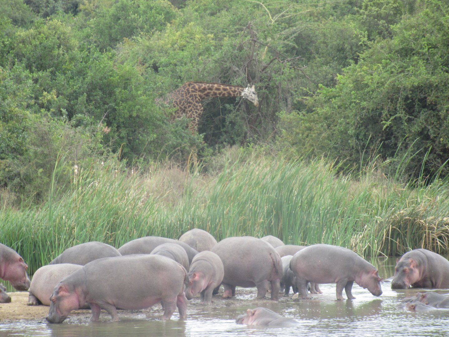 Hippos and giraffe