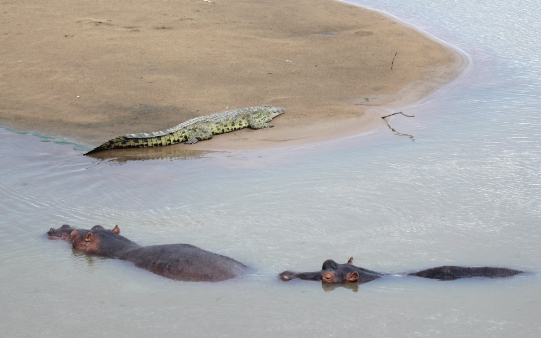 Hippos and Nile Crocodile