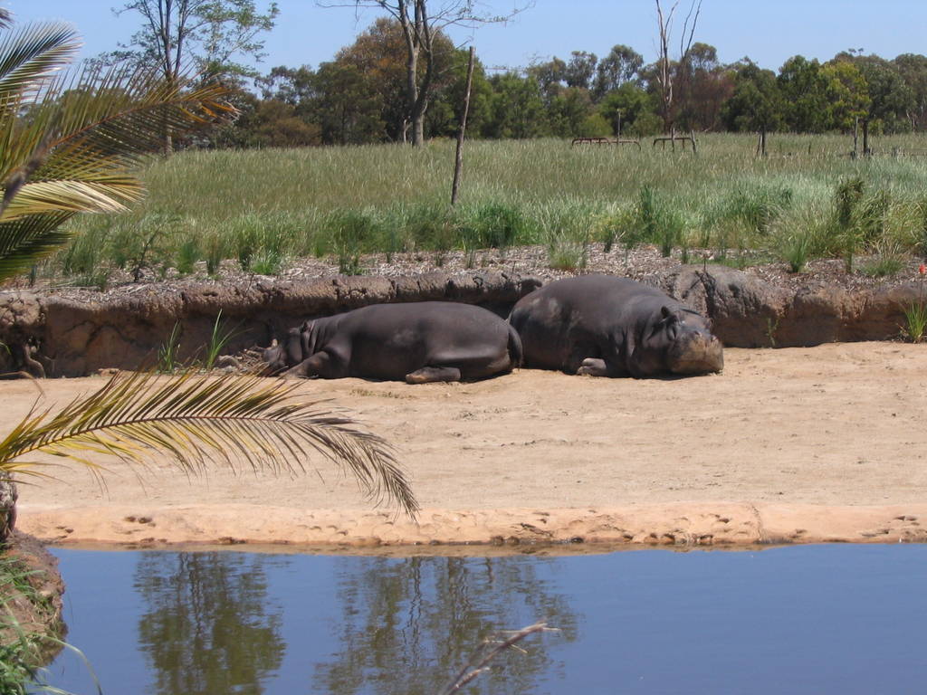 hippos at Werribee