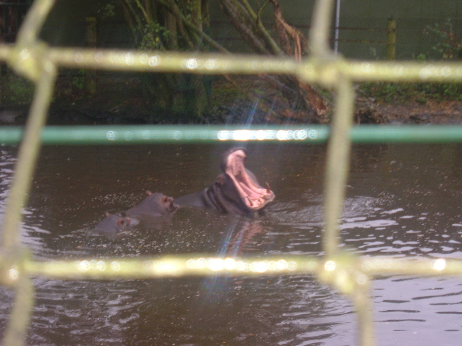 Hippos at West Midlands Safari Park