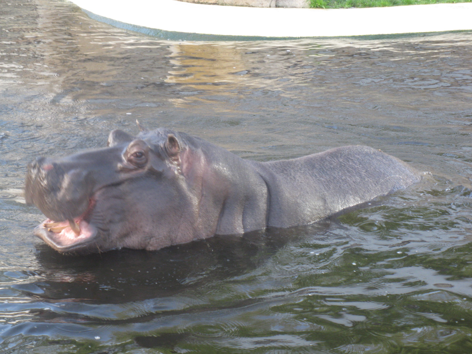 Hippo's Bath