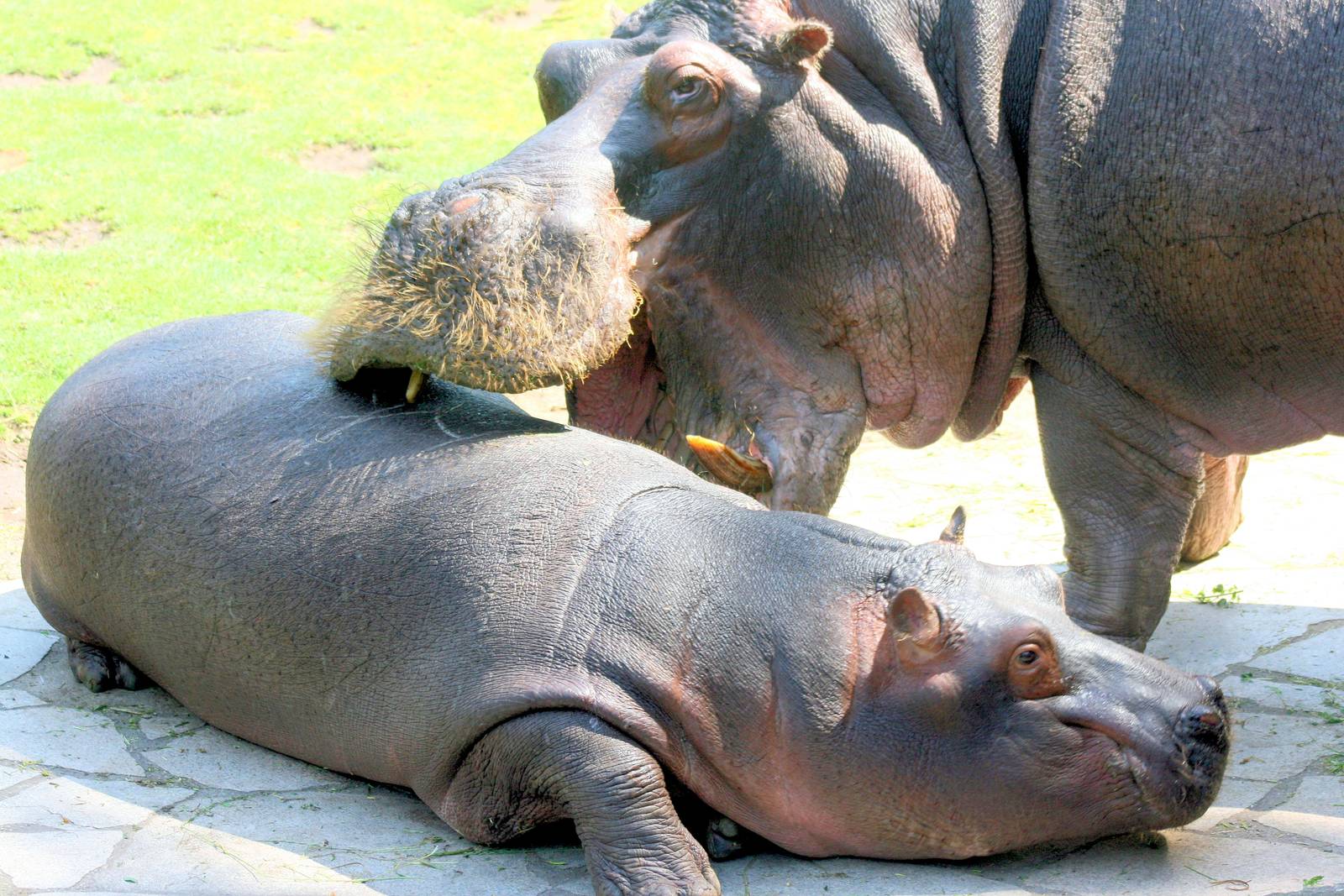 Hippos; Berlin Zoo; 10th June 2014