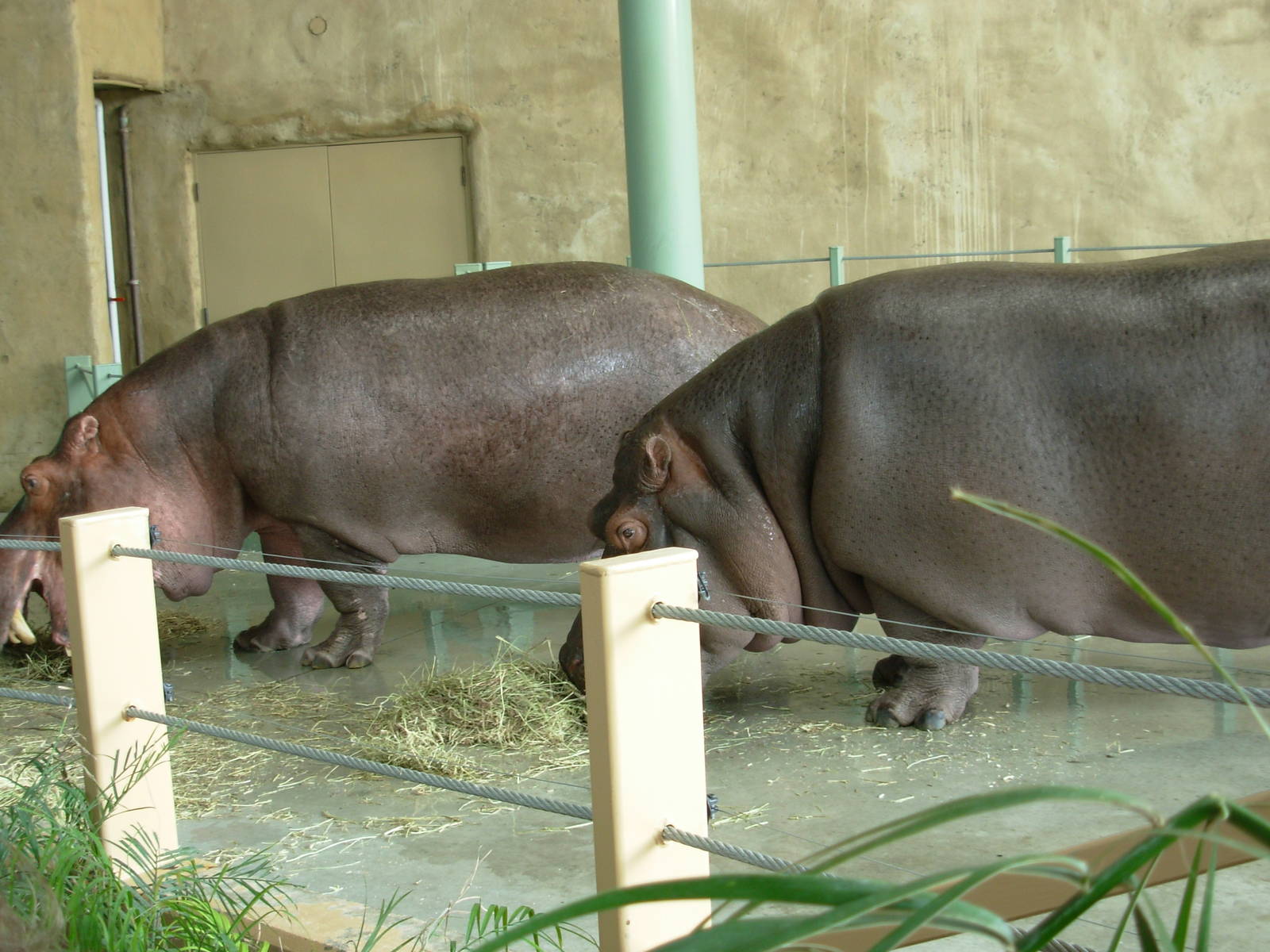 Hippos - Calgary Zoo