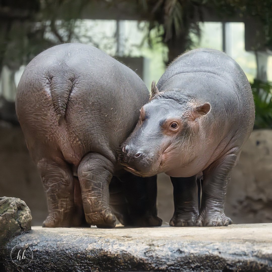 Hippos / Copenhagen / 30-9-24