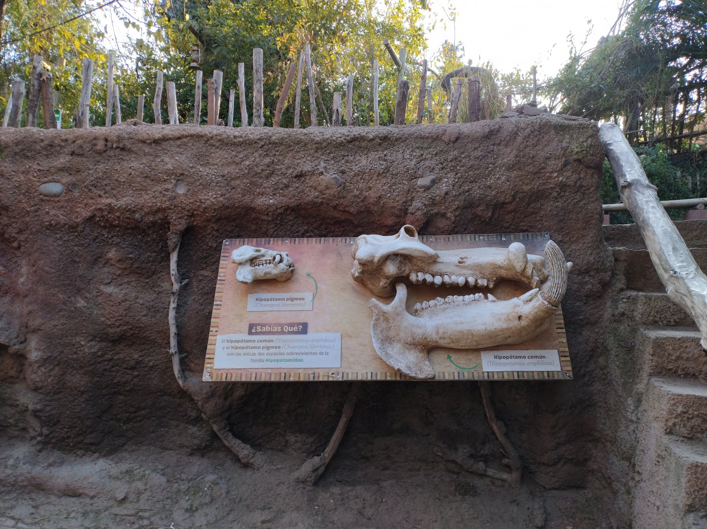 Hippos educational setup - Buin zoo