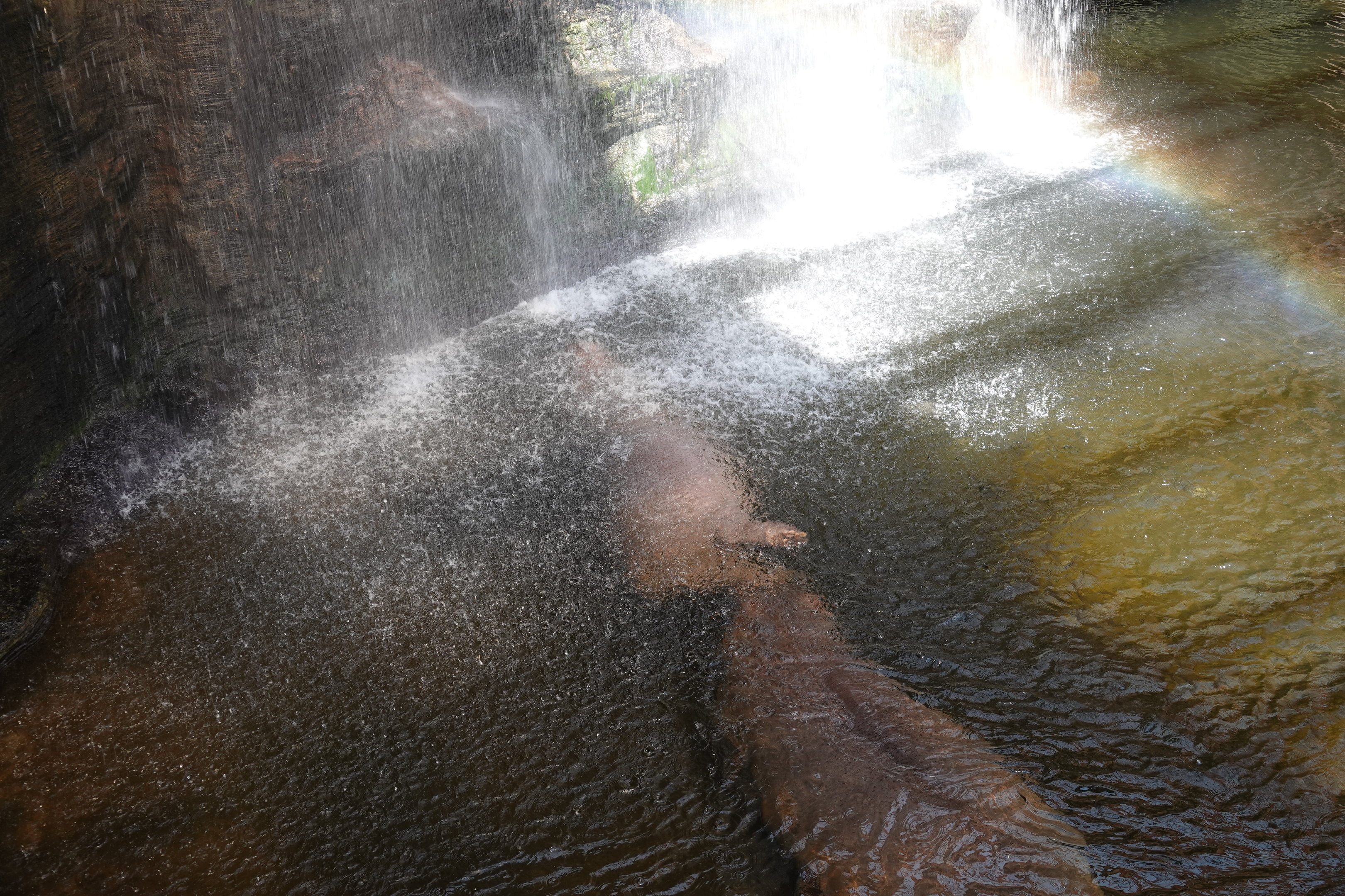 Hippo's enjoying the waterfall