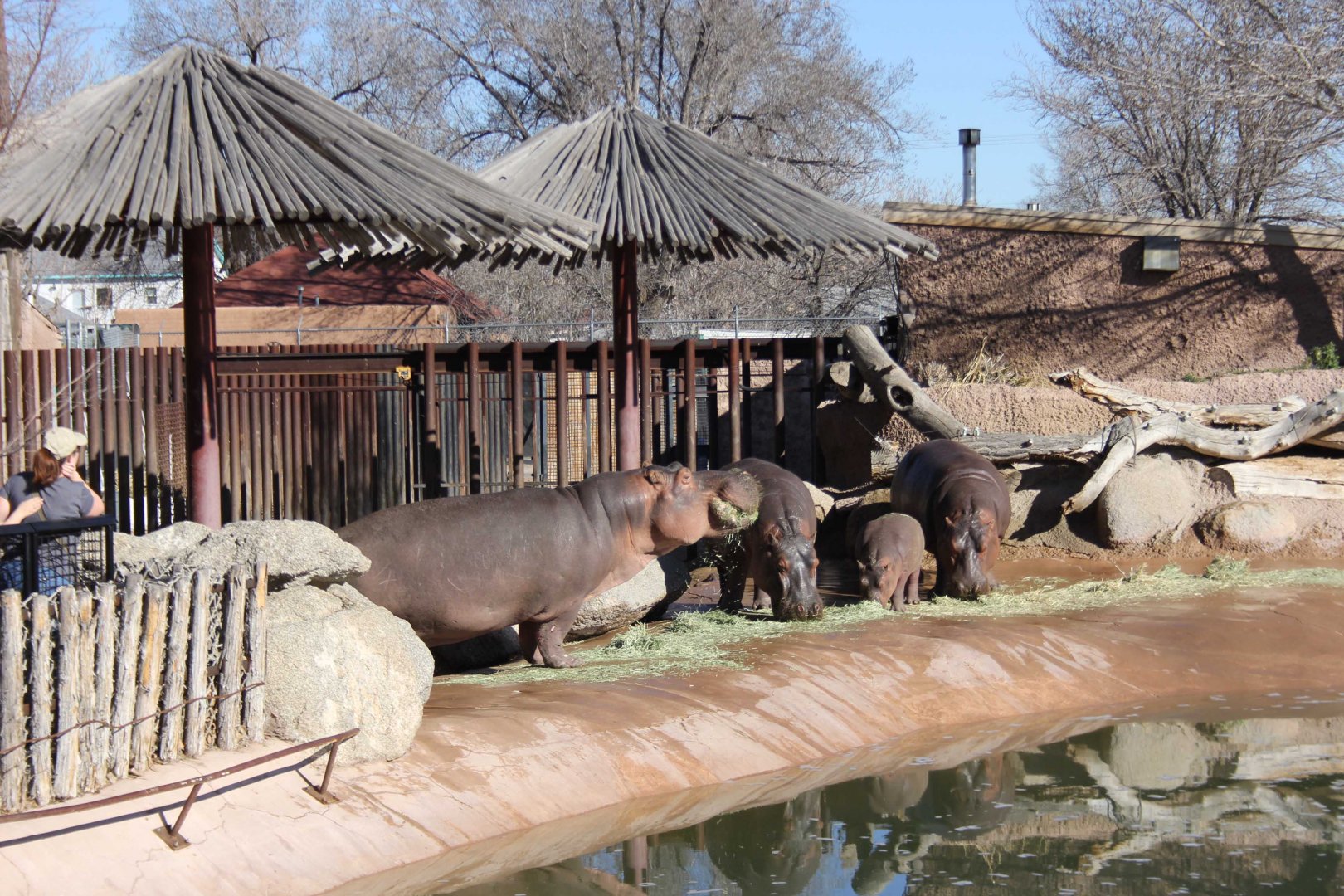 Hippos Feb. 13, 2016