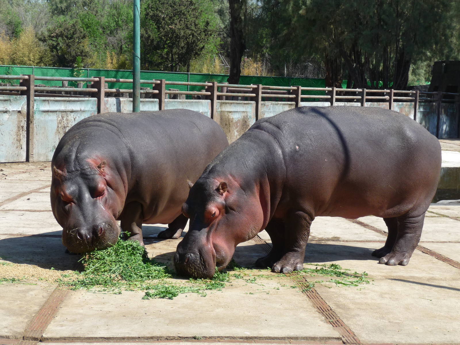 hippos feeding san juan de aragon zoo