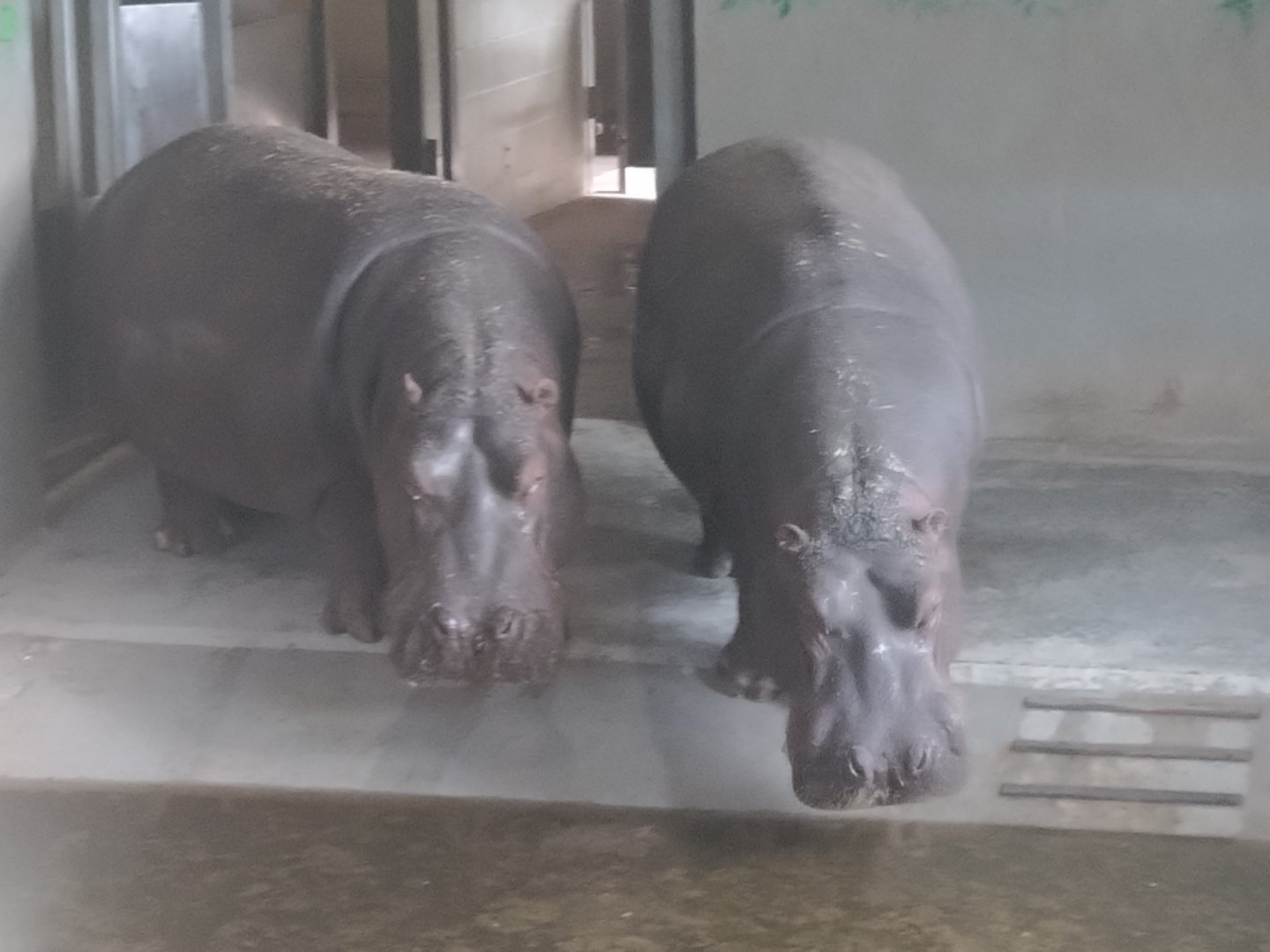 Hippos for the very last time