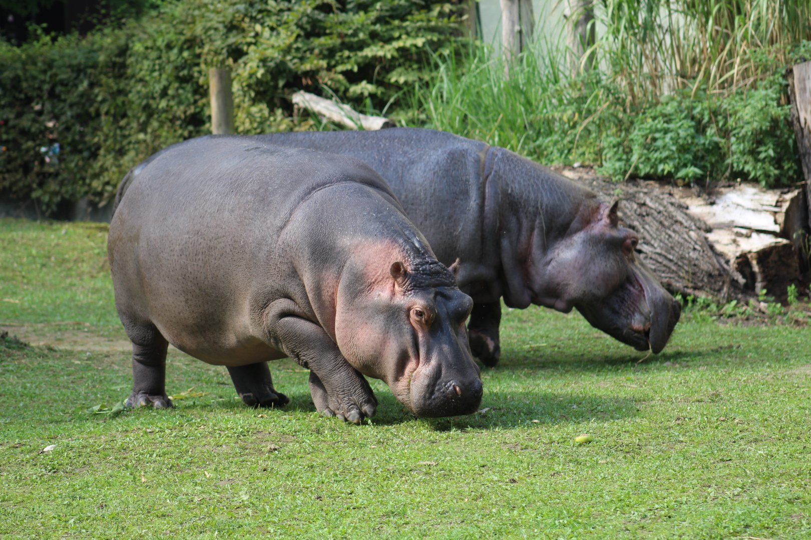 Hippos Grazing