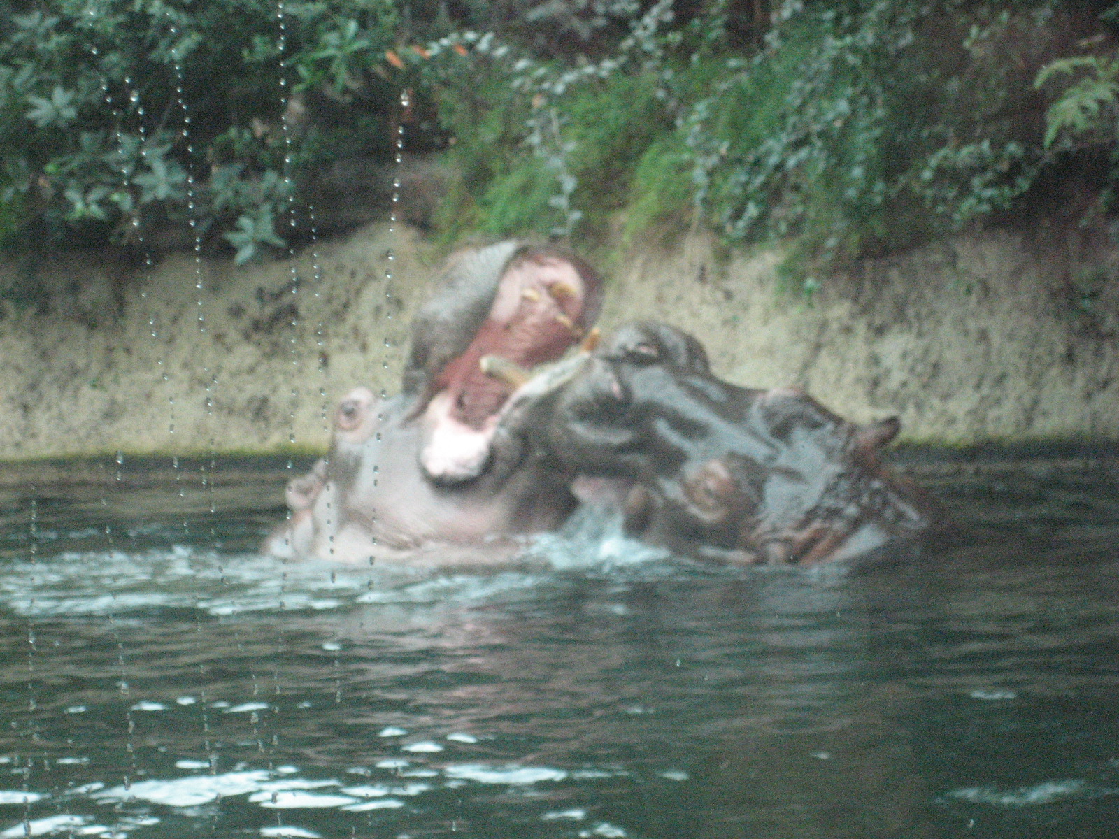 Hippos in Berlin Zoo!!