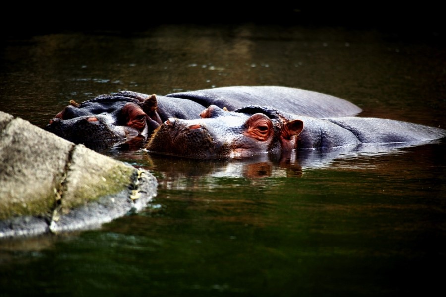 Hippos in Seoul zoo