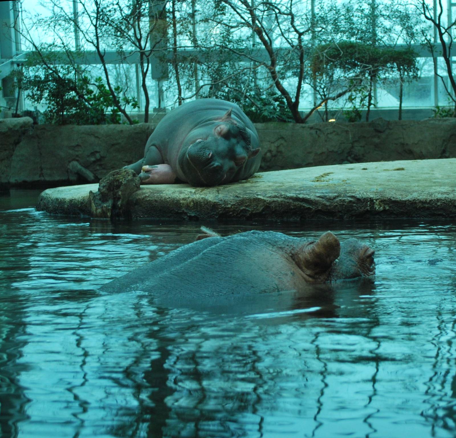Hippos in the indoors enclosure
