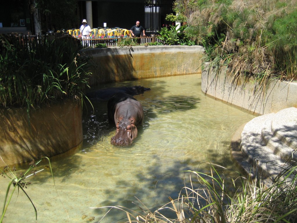 Hippos in their pool