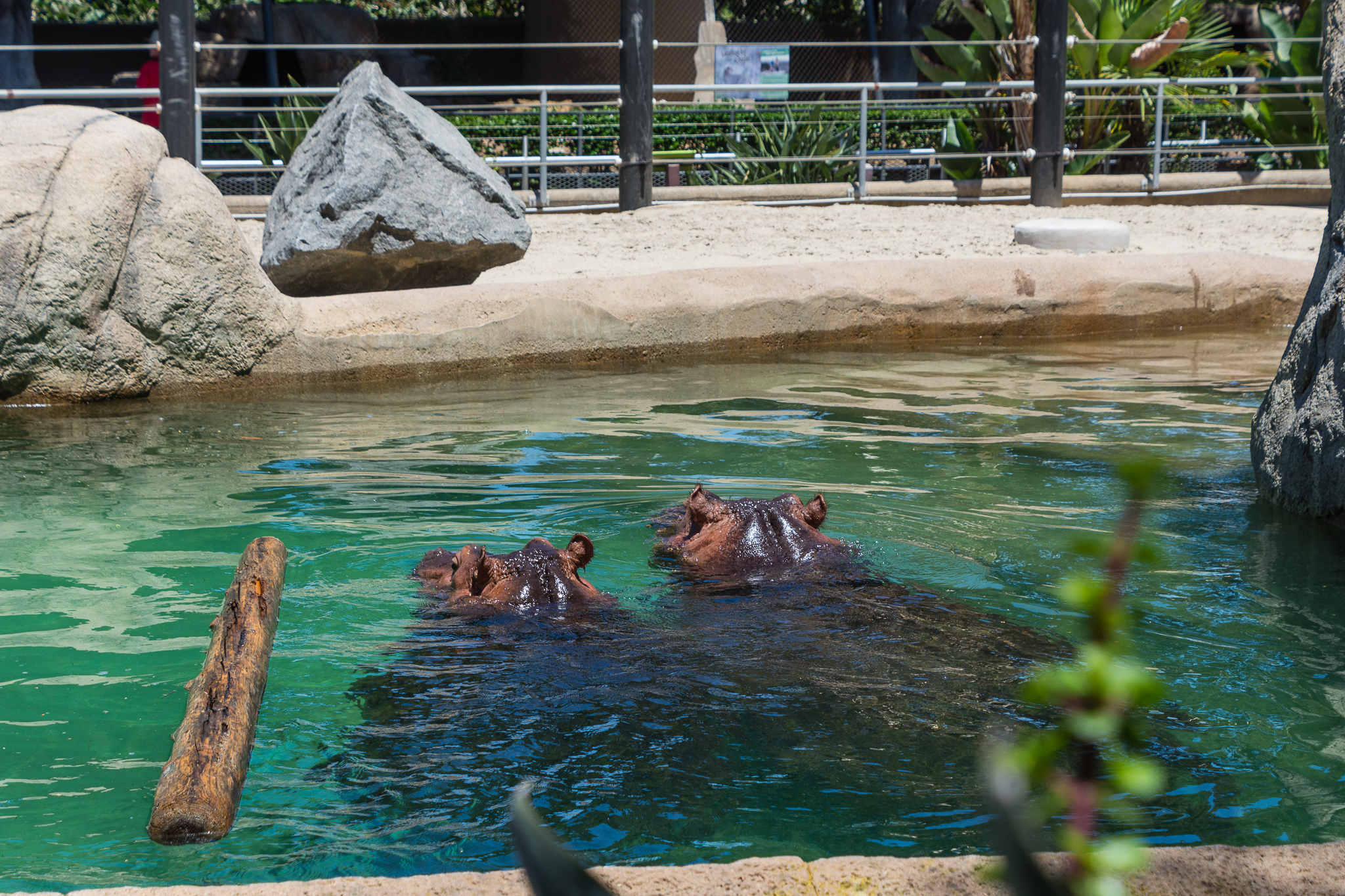 Hippos in their temporary home in Urban Jungle