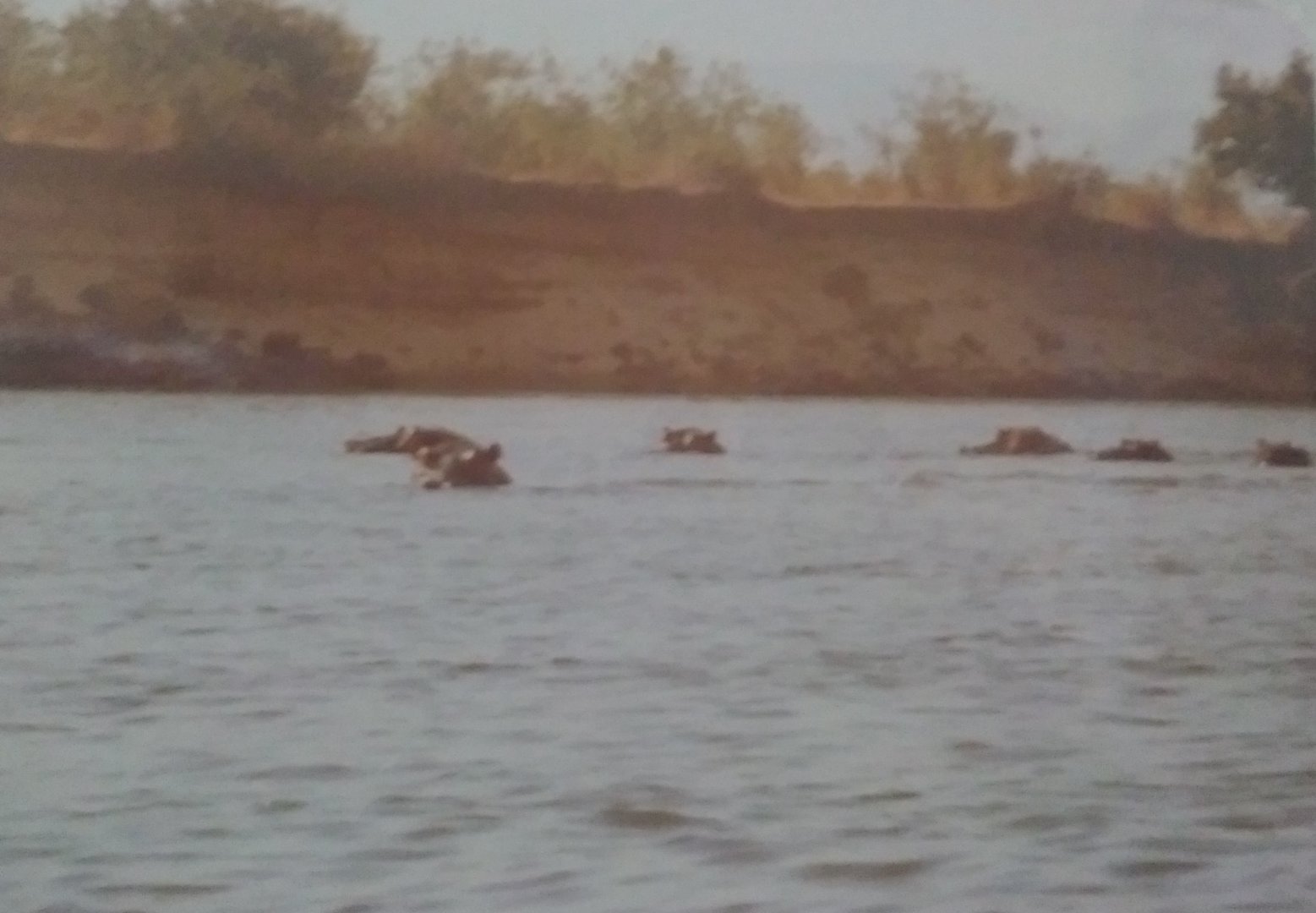 Hippos in Zambezi River May 1983