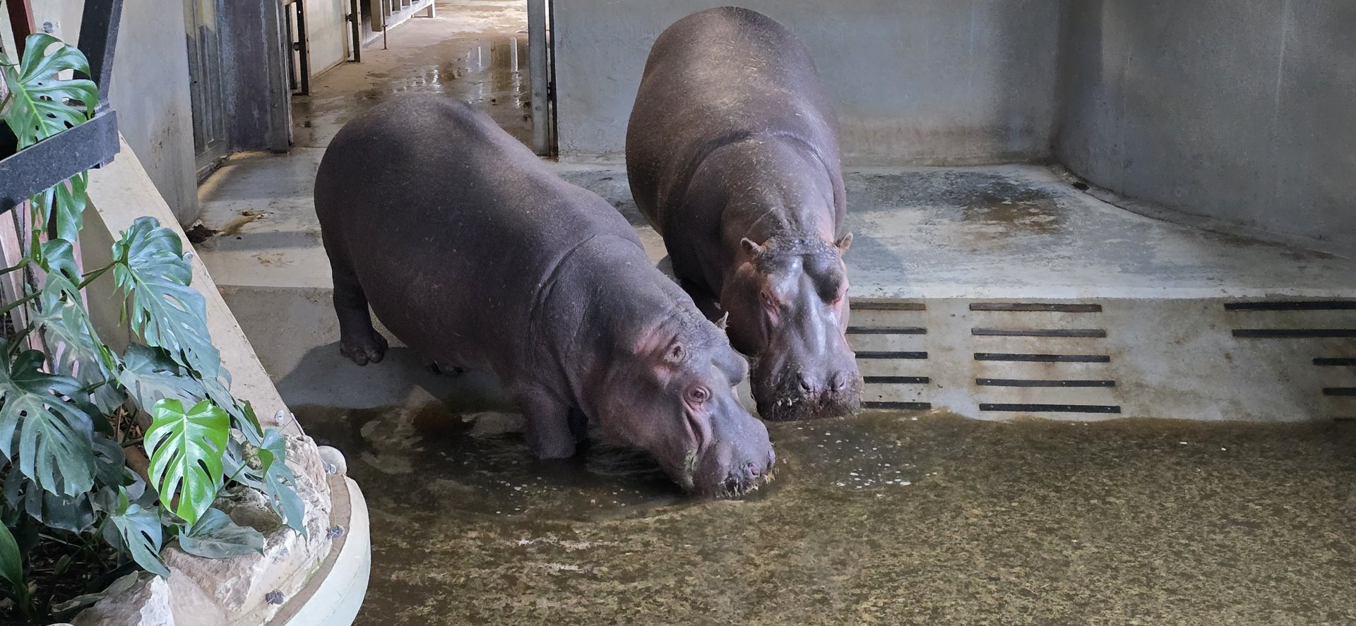 Hippos indoor