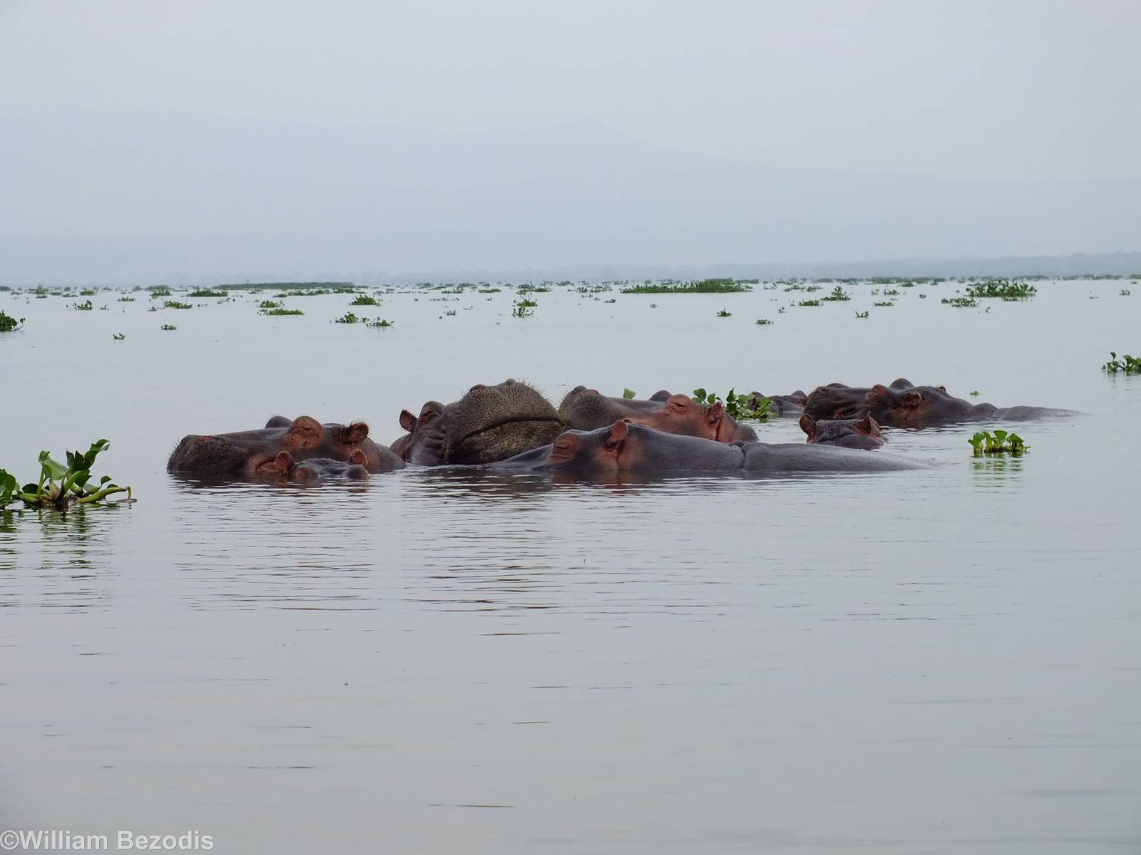Hippos - Lake Naivasha