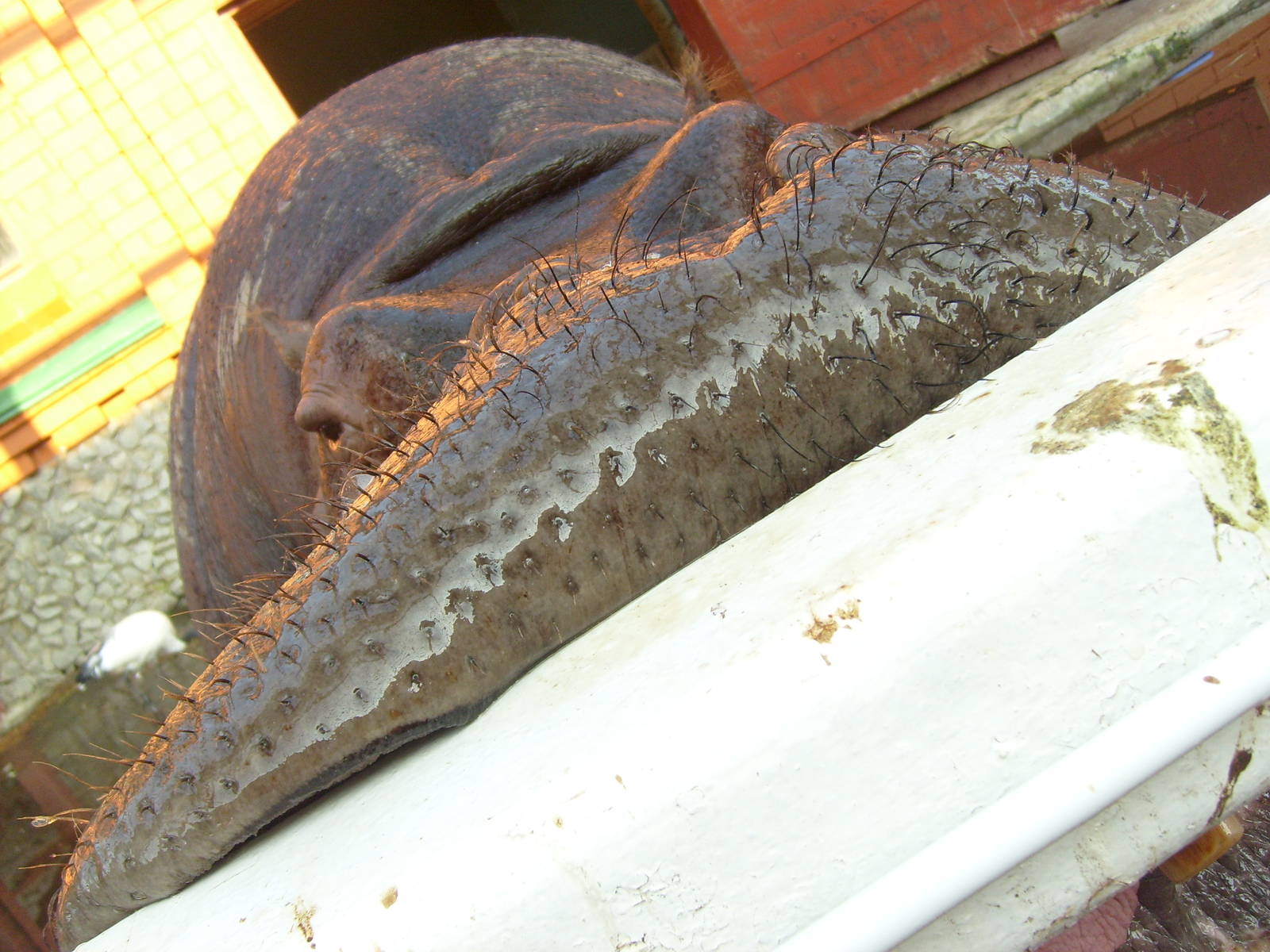 Hippo's lips flexibility