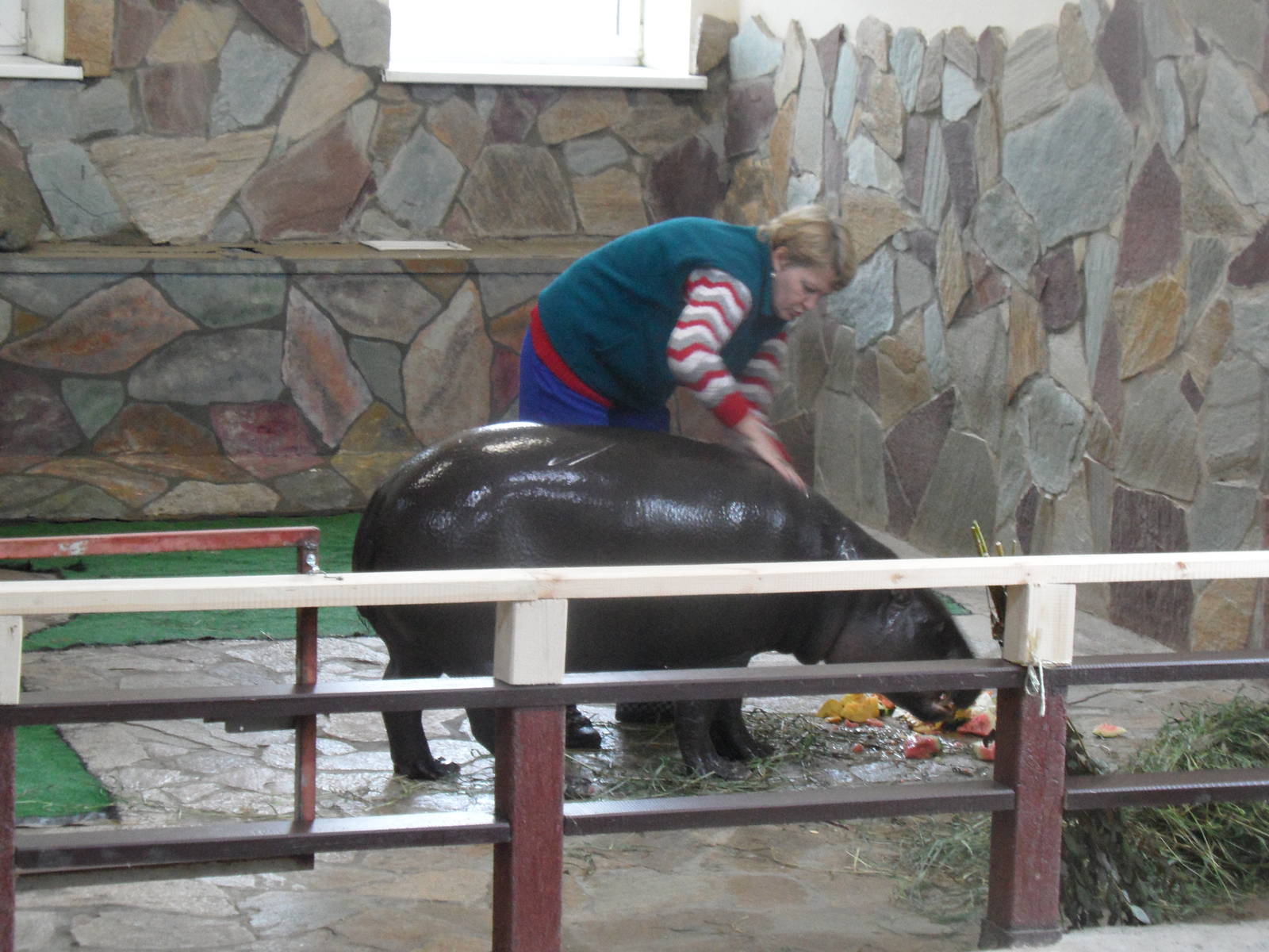 Hippos need to be fondled too