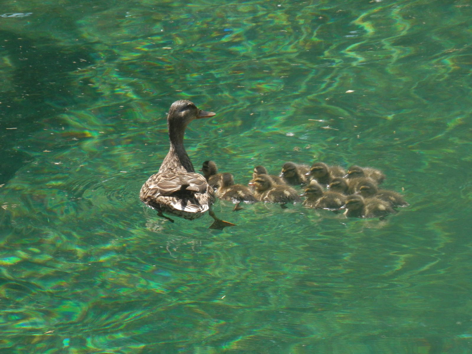 Hippo's new neighbors