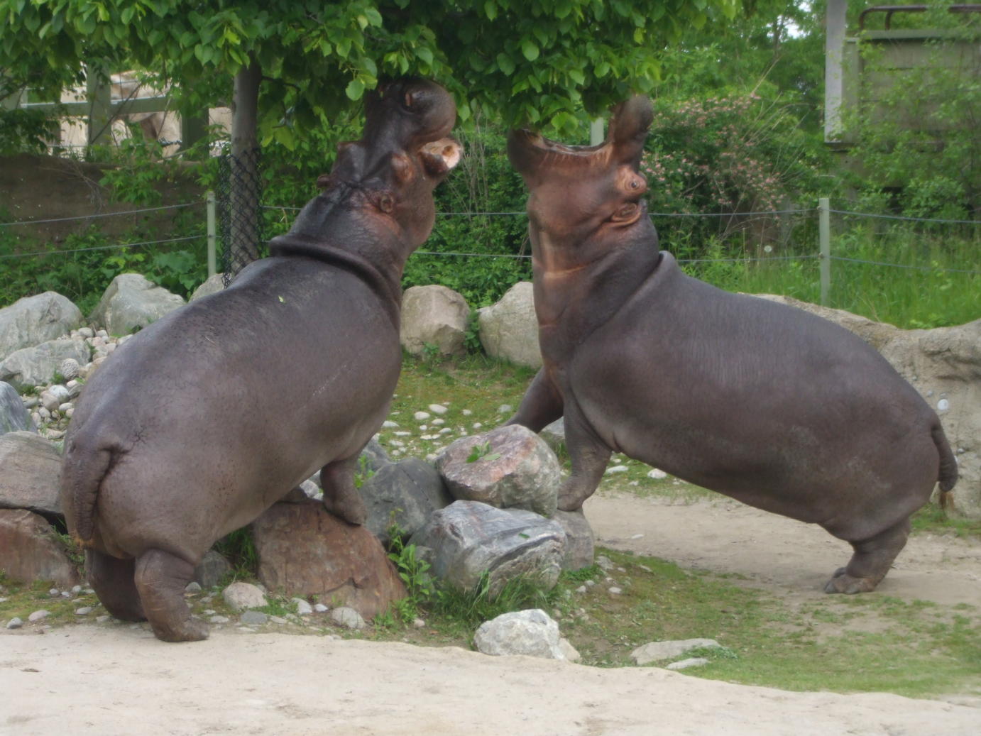 Hippos on a mission