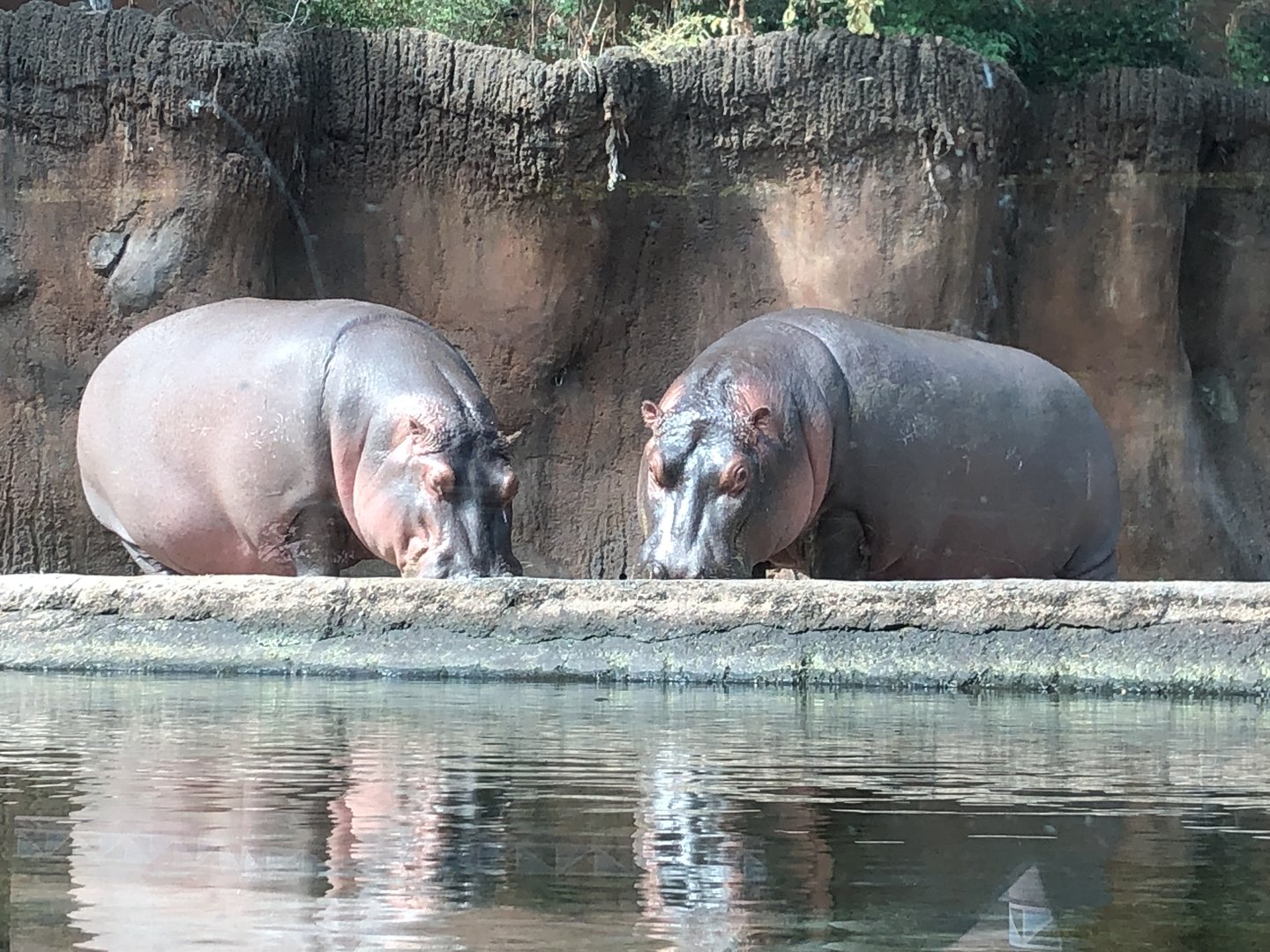 Hippos Out of Water View From Underwater Viewing Area