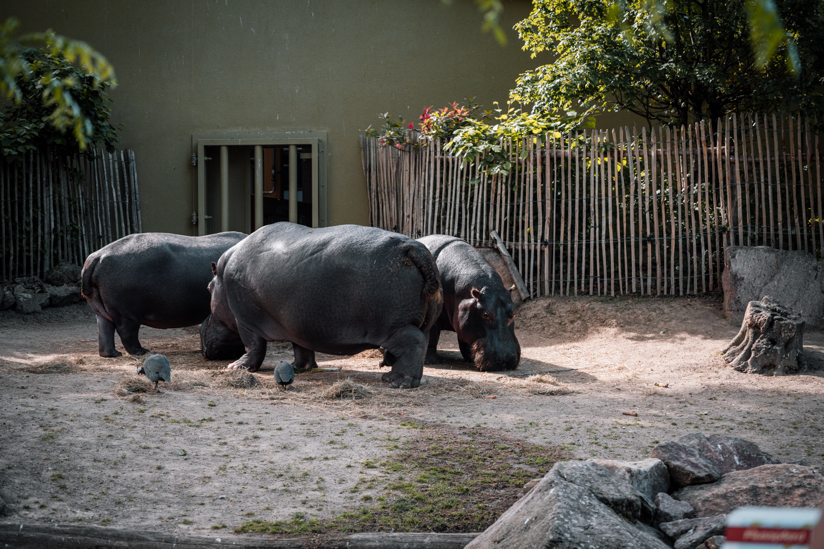 Hippos outside