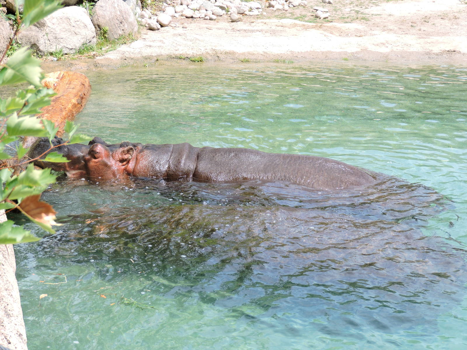 Hippos playing with log