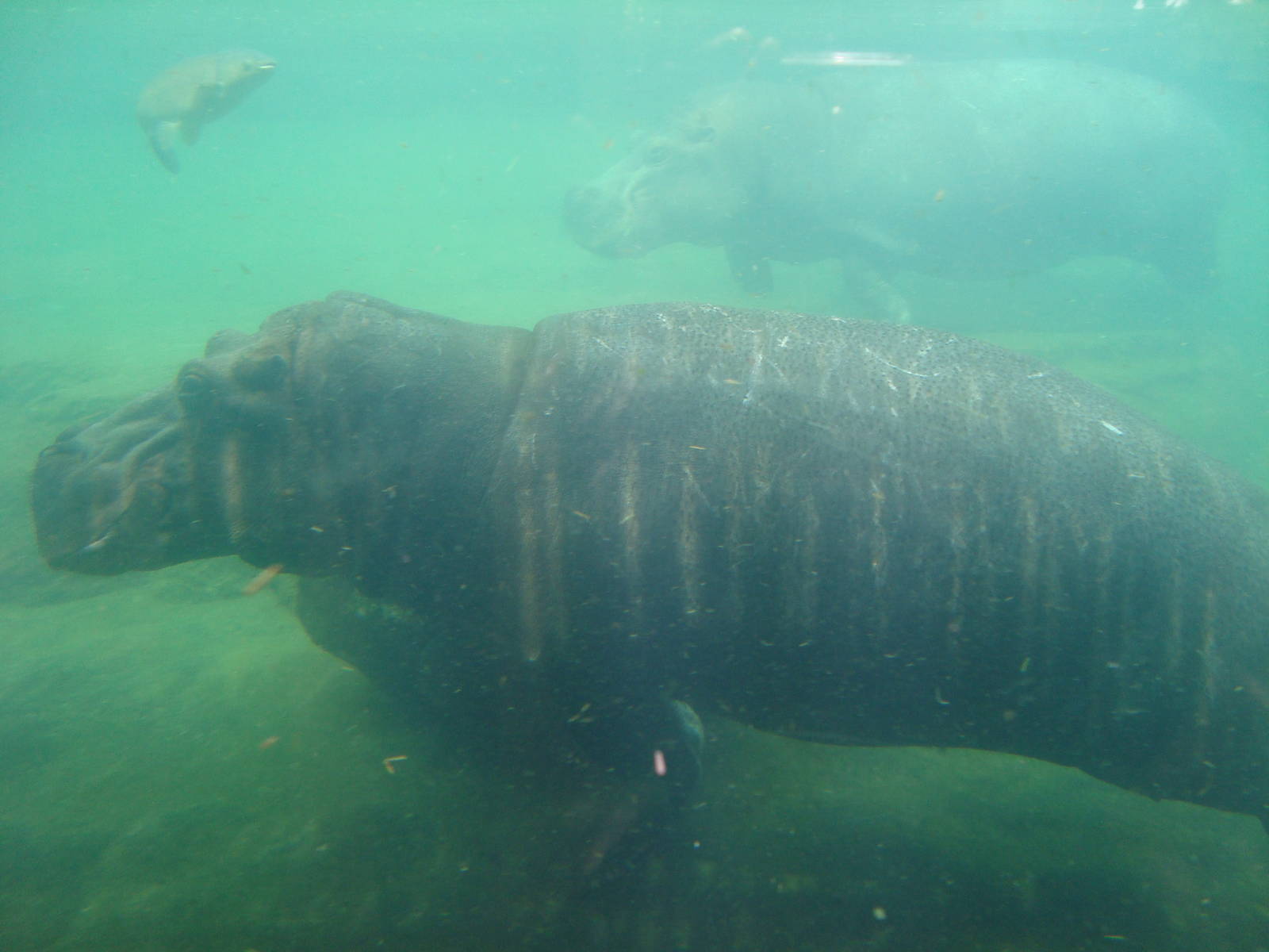 Hippos under the water