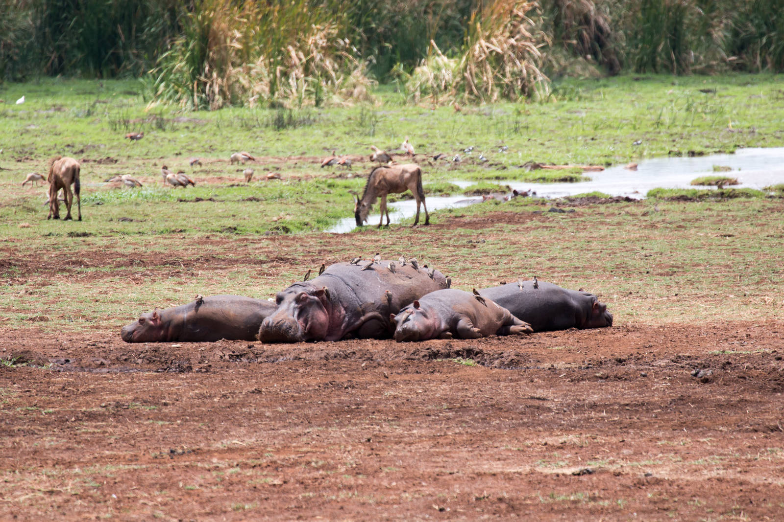 Hippos, Wildebeest & Red-billed Oxpeckers