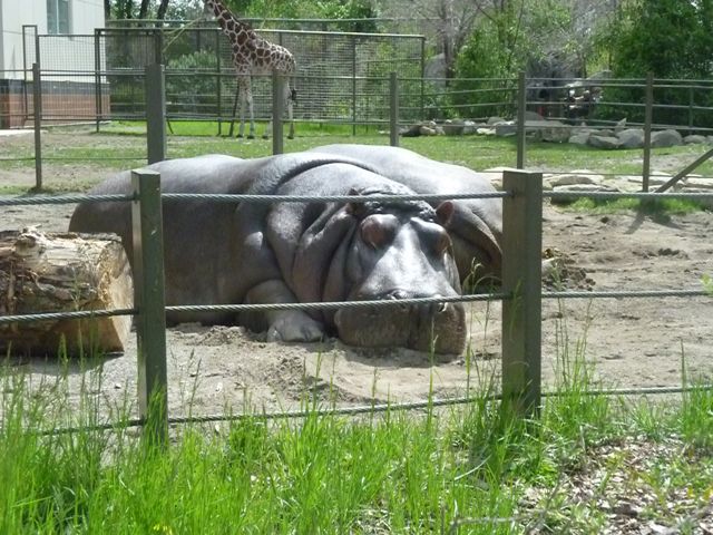 Hippos