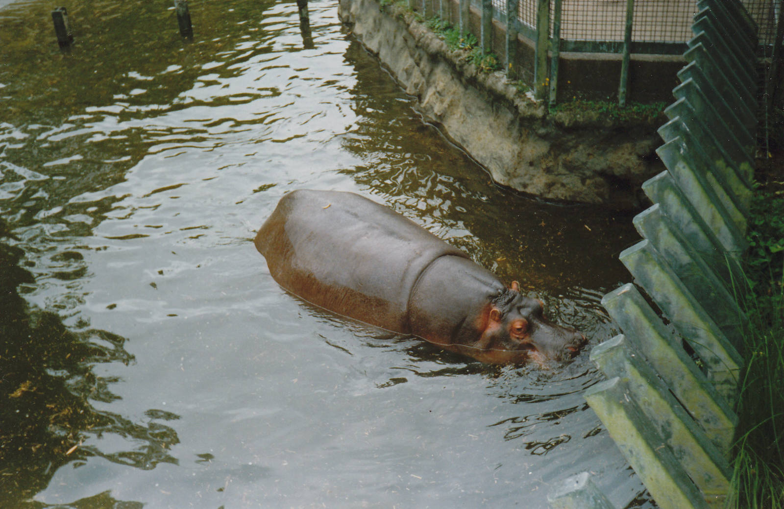 hippos