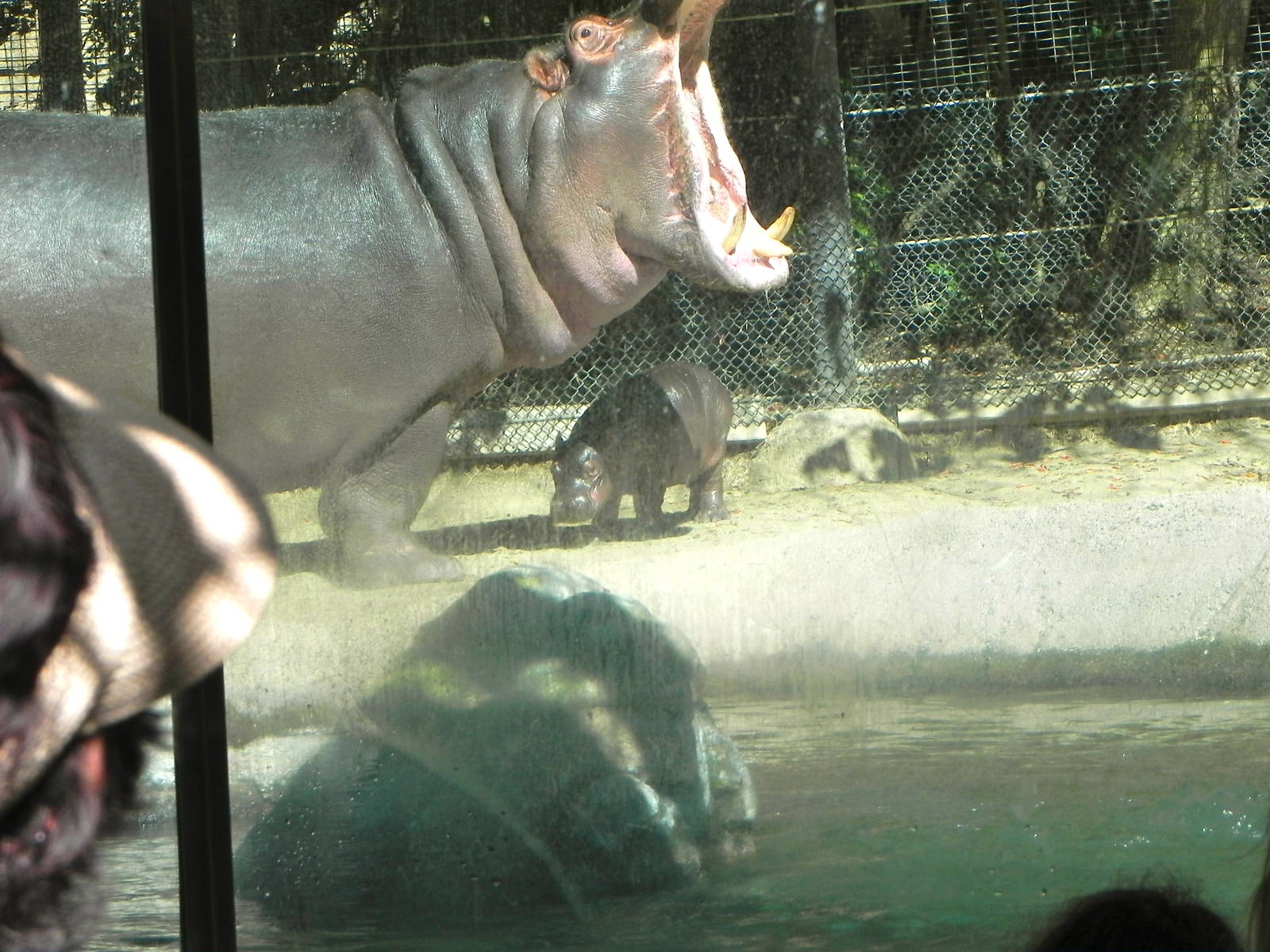Hippos