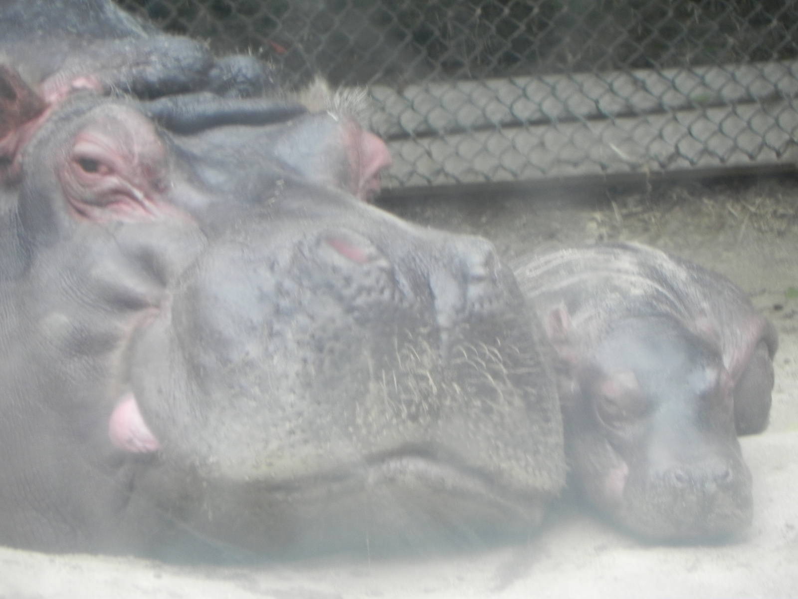 Hippos