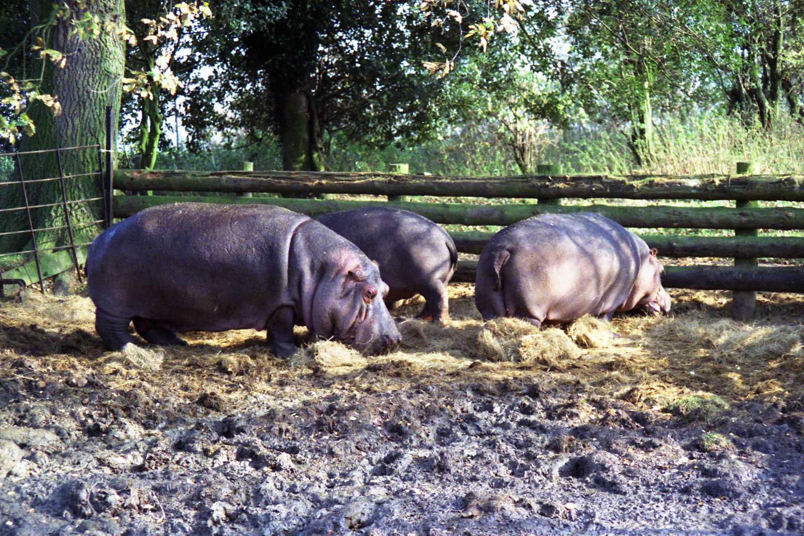 hippos
