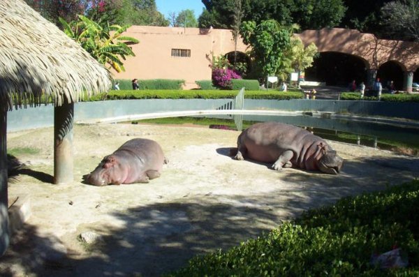 Hippos