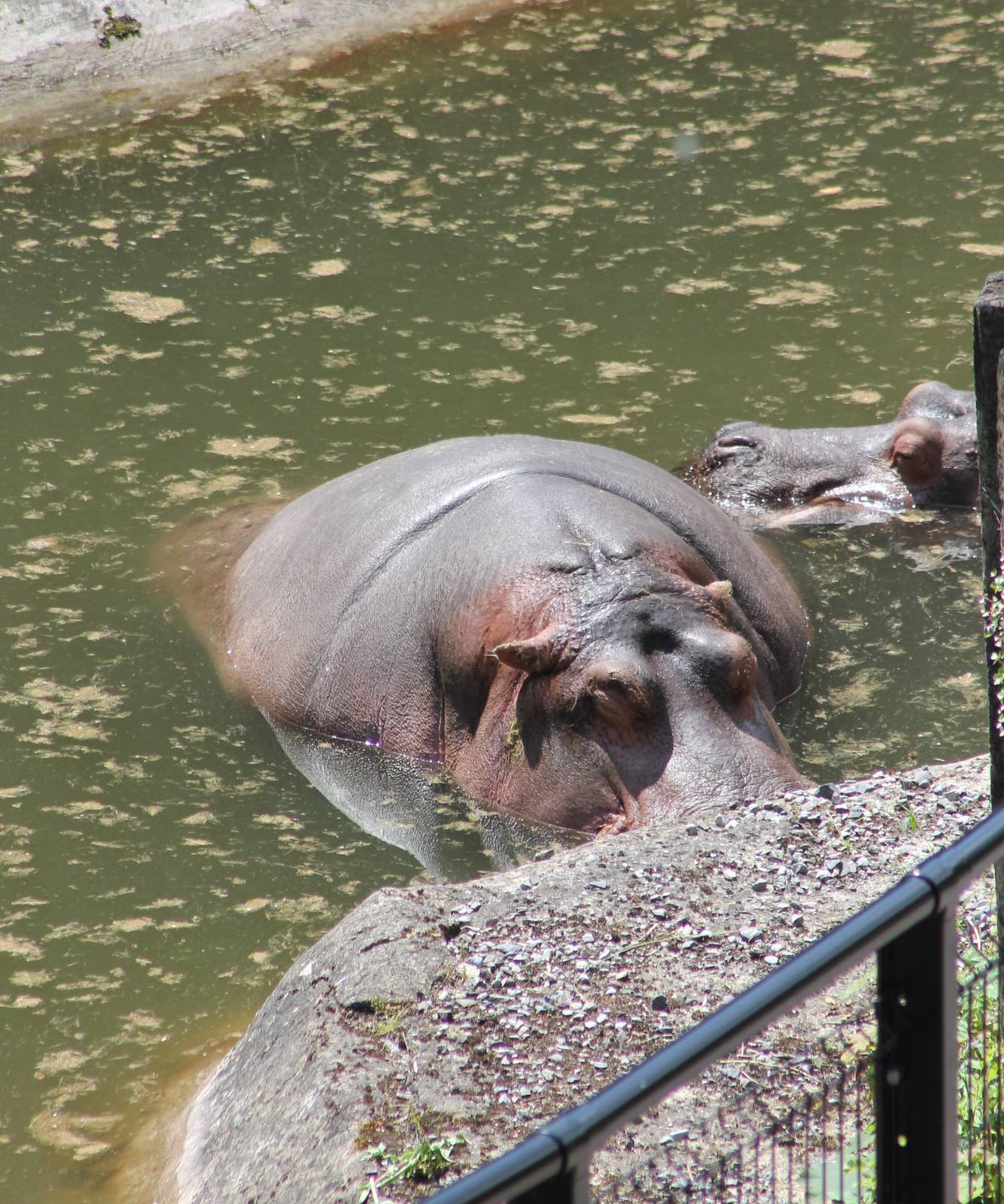 Hippos