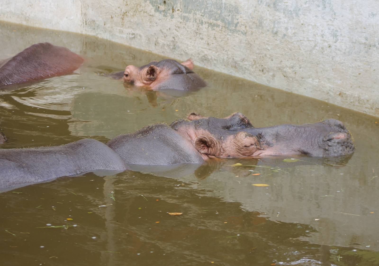 Hippos