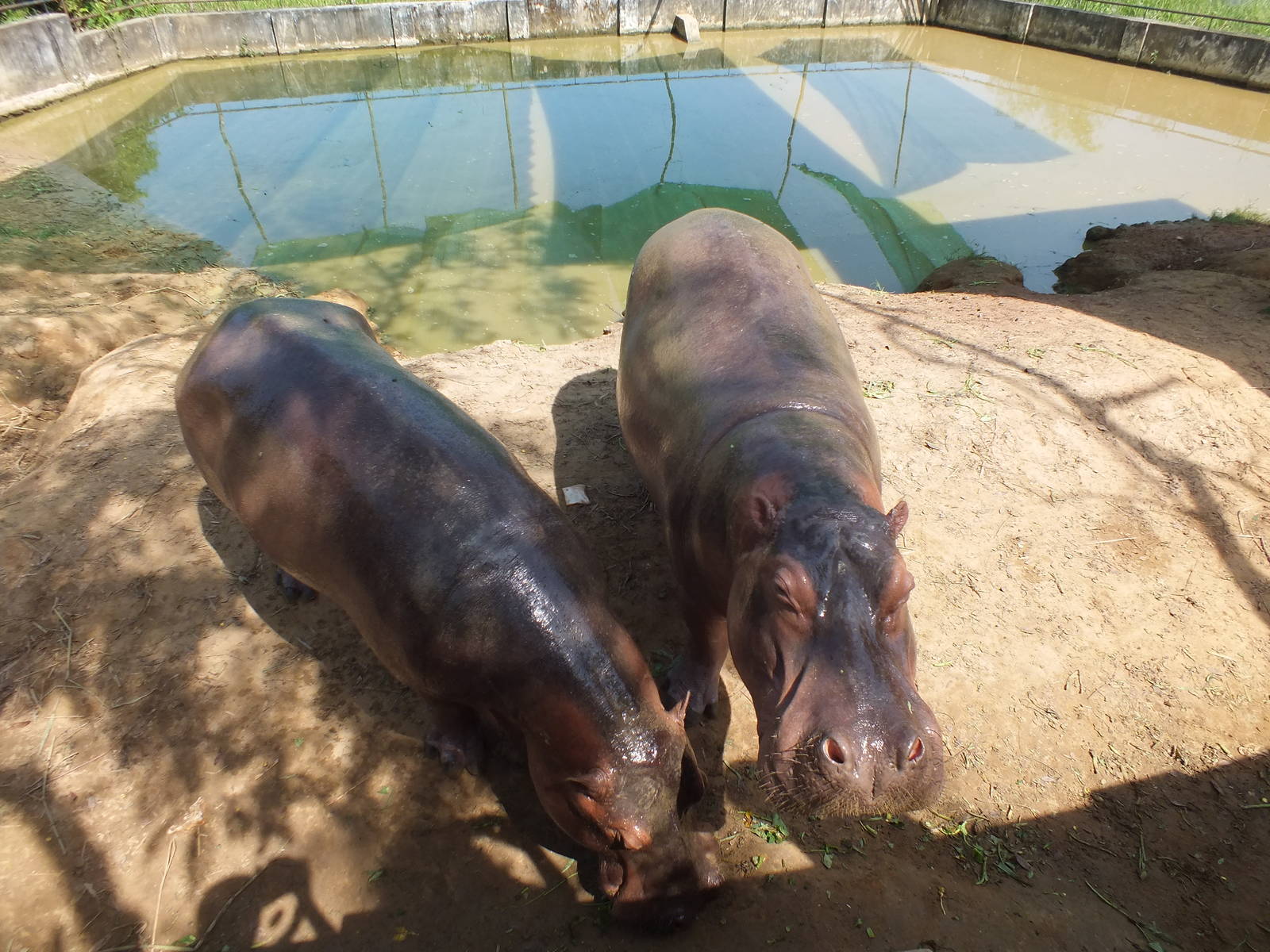 Hippos