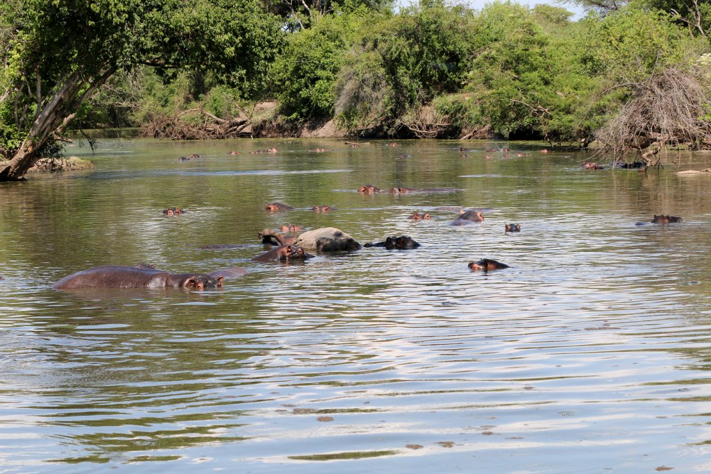 Hippos