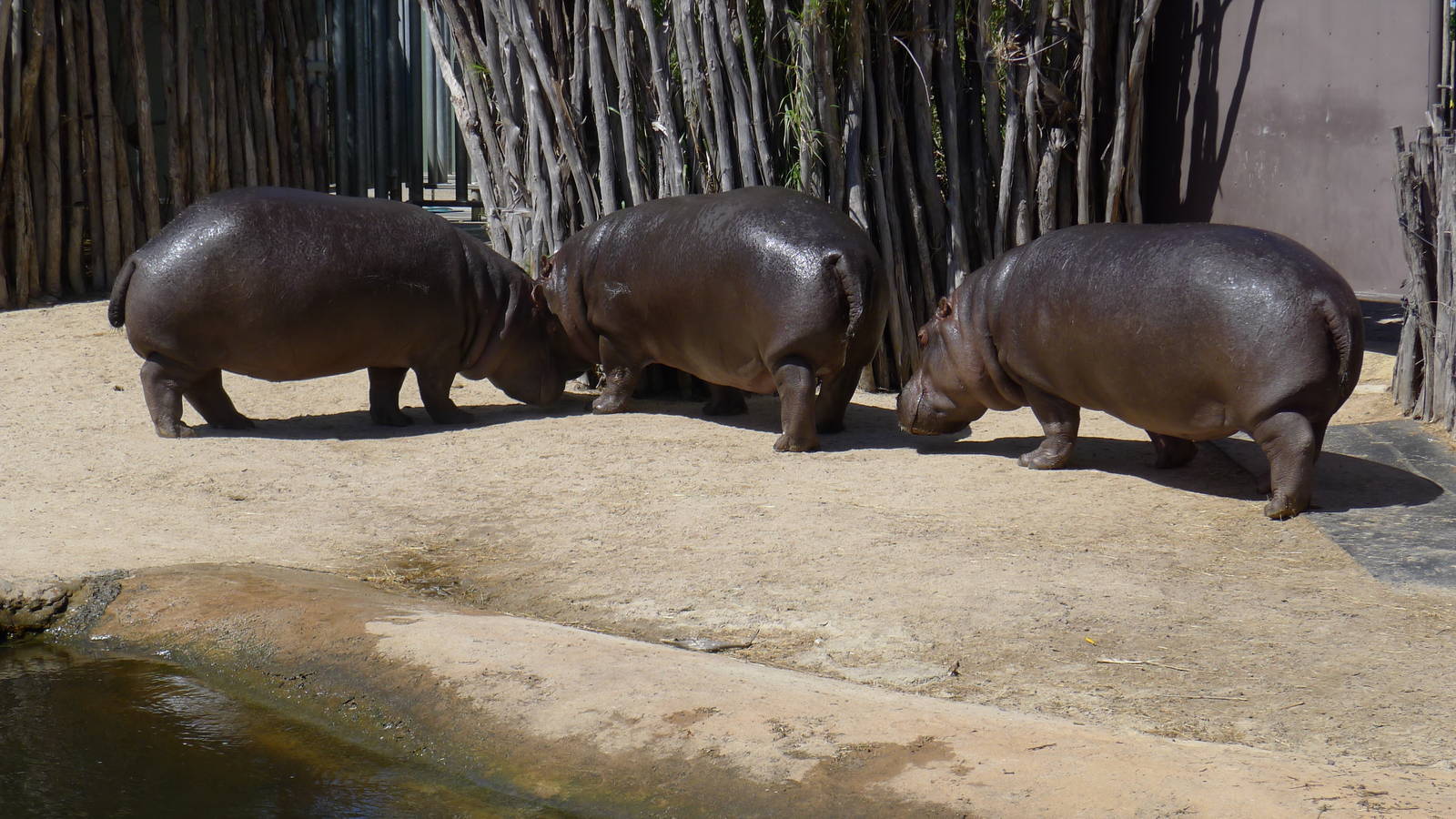 Hippos