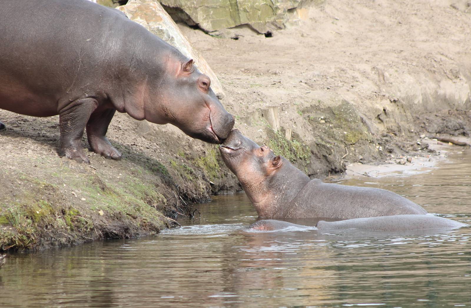 Hippos