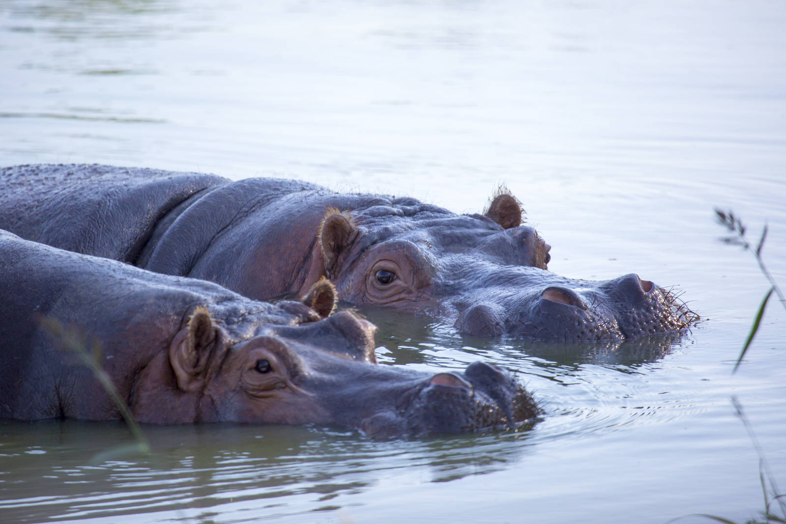Hippos