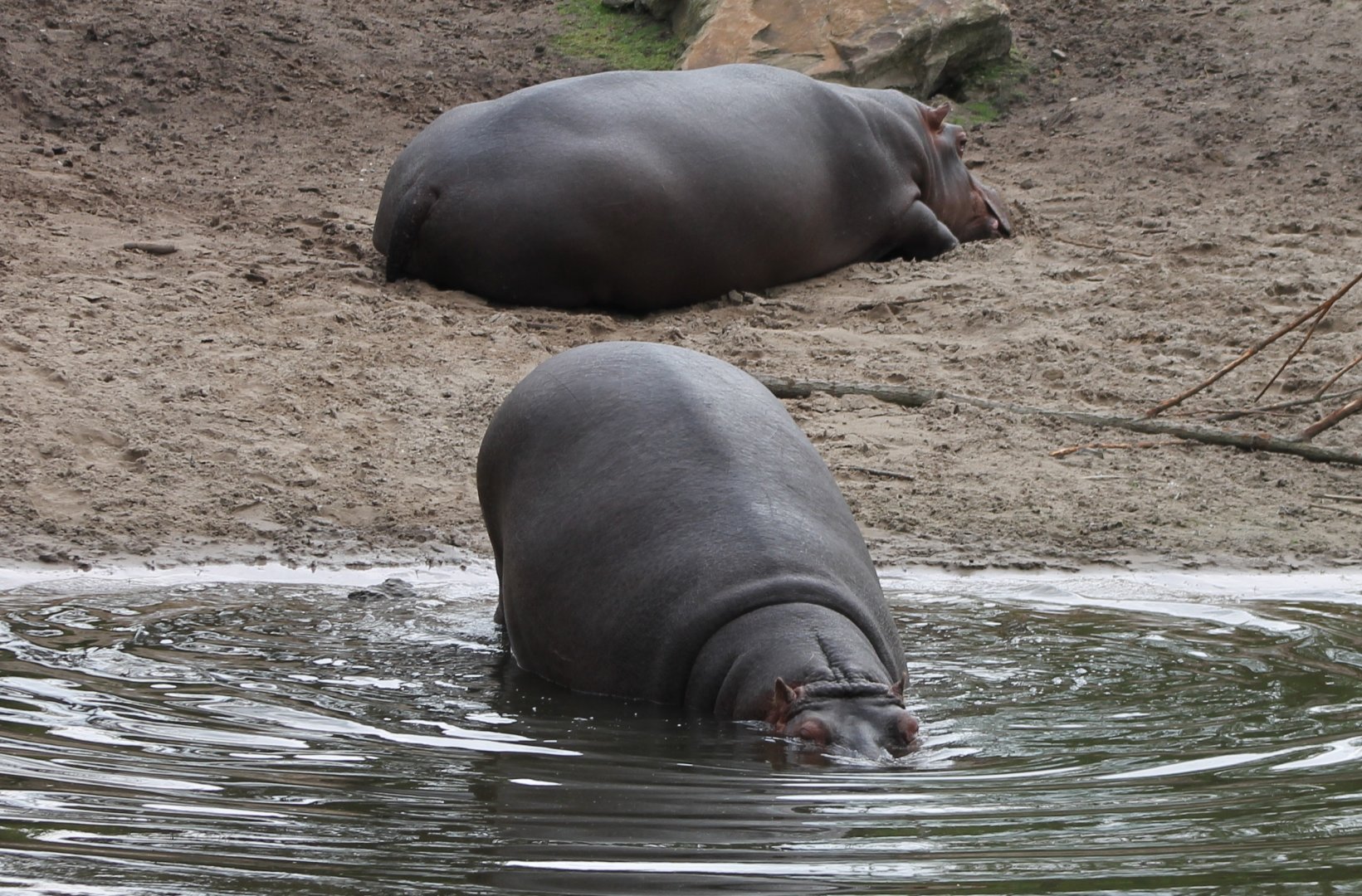 Hippos